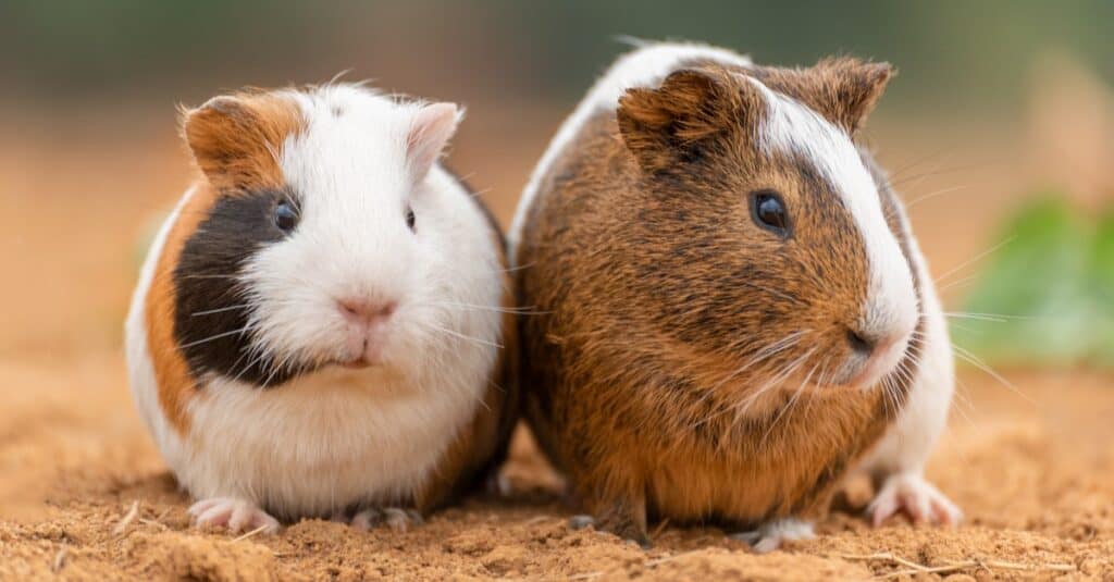 Male vs female guinea pig-sitting on ground