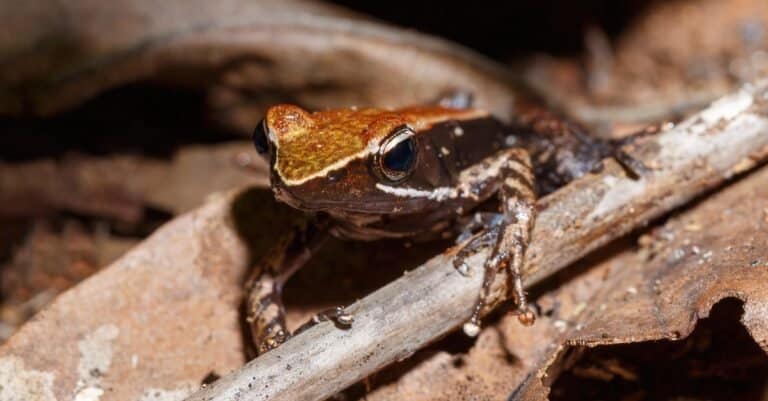 Endemic frog, brown Mantella (Mantidactylus melanopleura), species of small frog in the Mantellidae family.