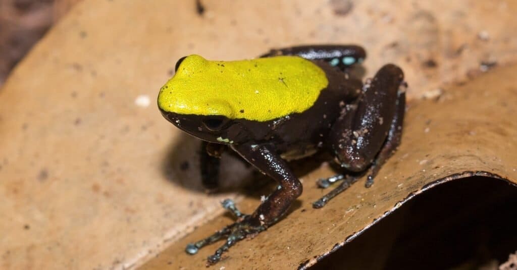 Beautiful small endemic black and yellow frog, Climbing Mantella (Mantella laevigata).