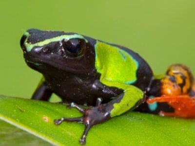 Mantella Frog Picture