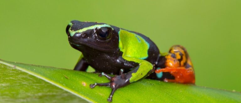 Mantella Frog on leaf