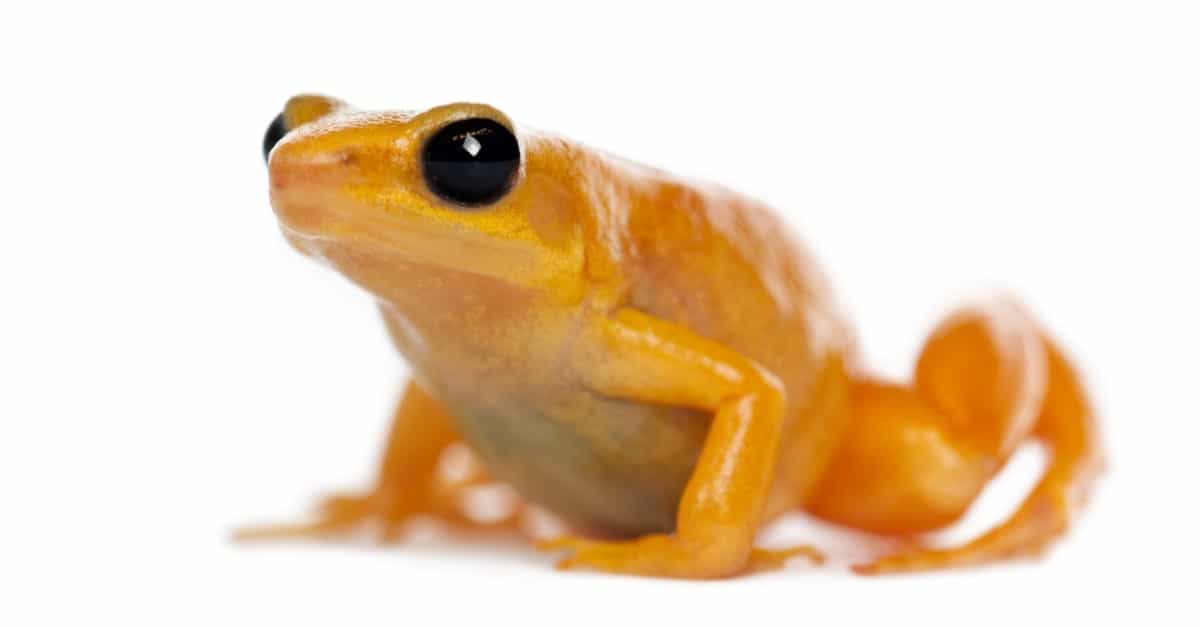 Golden Mantella isolated against white background.