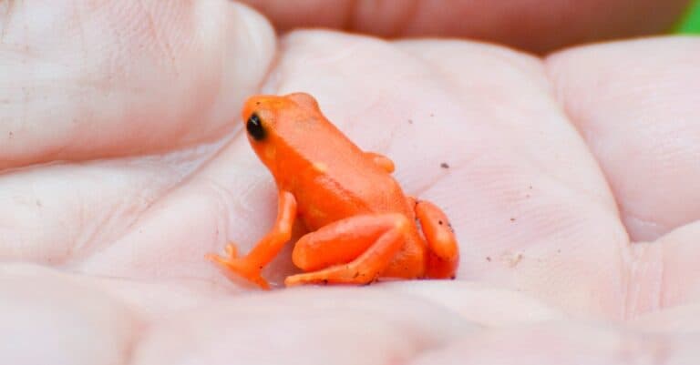 Small frog on a person's hand, golden Mantella, Madagascar.