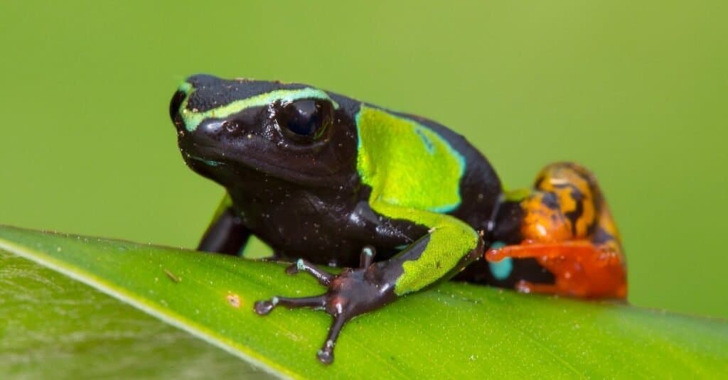 Baron's Mantella in Madagascar, Ranomafana National Park.