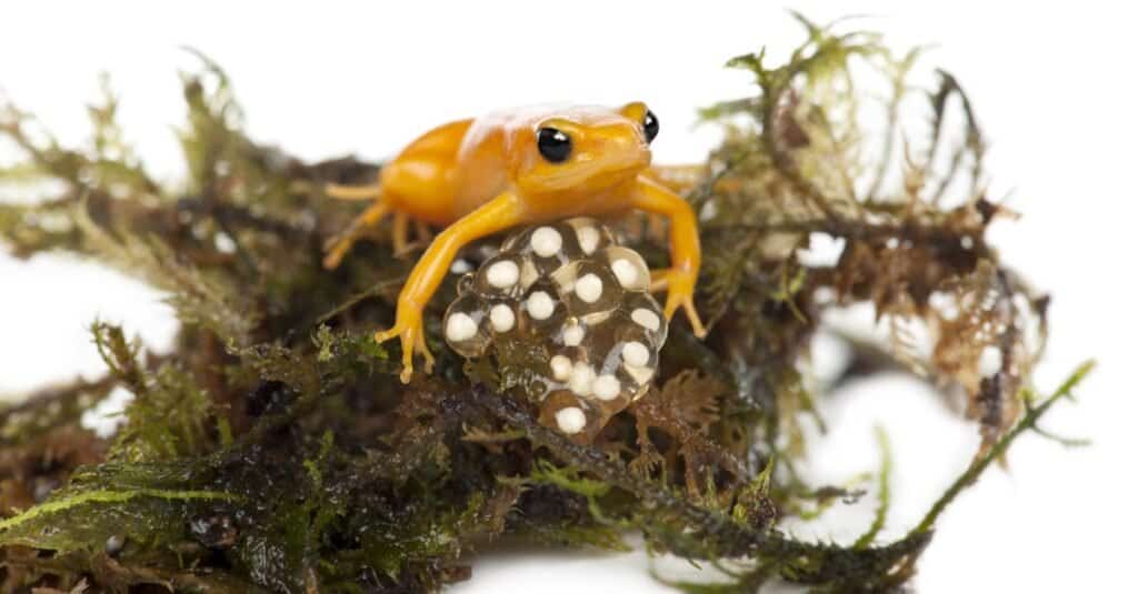 Golden Mantella protecting her eggs, Mantella aurantiaca.