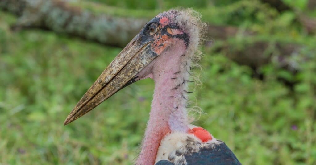 Marabou Stork