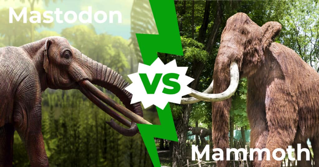 Mastodon vs Mammoth