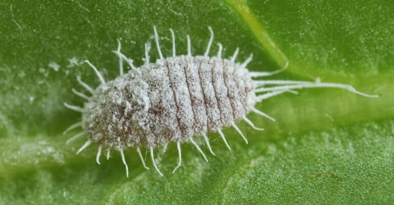 Extreme closeup of a long-tailed mealybug (Pseudococcus longispinus) on a green leaf.