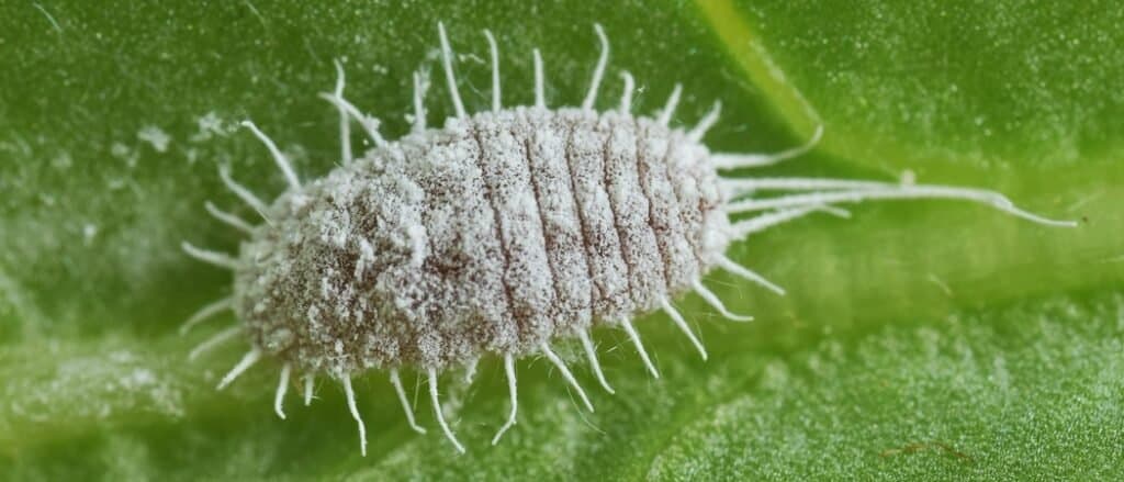 Mealybug close-up