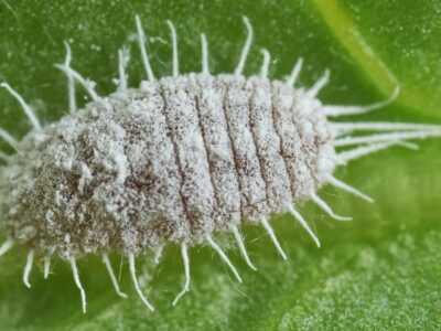 Mealybug Picture