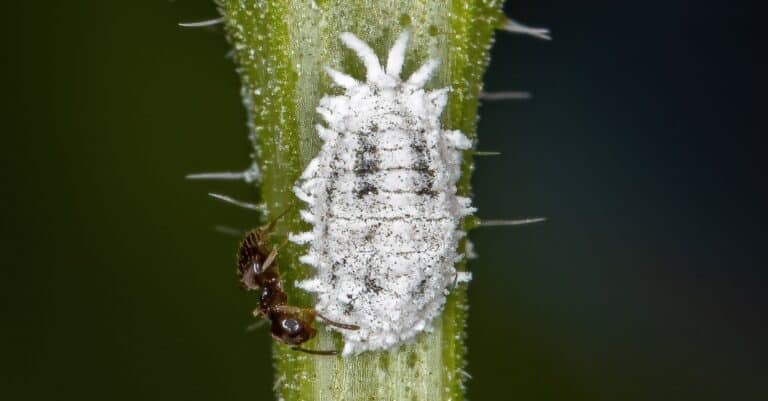 Mealybug with an ant. Ants have a symbiotic relationship with mealybugs.