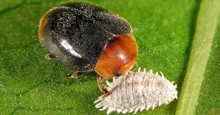 Scale insect, Citrus mealybug, Planococcus citri, (Hemiptera: Pseudococcidae) and its natural enemy, Mealybug ladybird (ladybird), Cryptolaemus montrouzieri (Coleoptera: Coccinellidae)