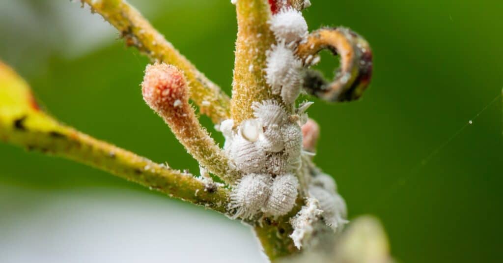 Mealybugs are insects in the family Pseudococcidae. They show up when you grow cane begonias indoors.