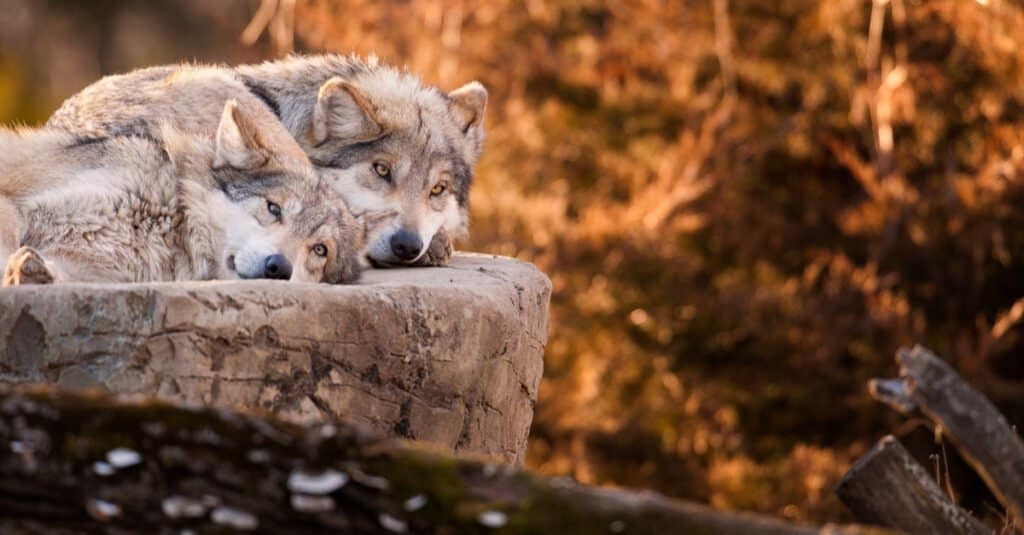 Mexican Grey Wolf