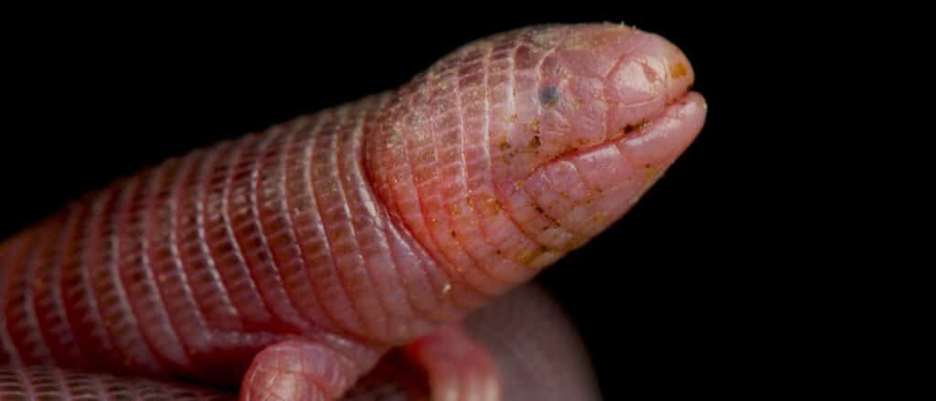 Mexican Mole Lizard-header