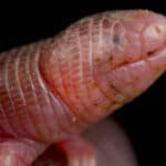Mexican mole lizard