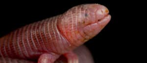 Mexican Mole Lizard-header