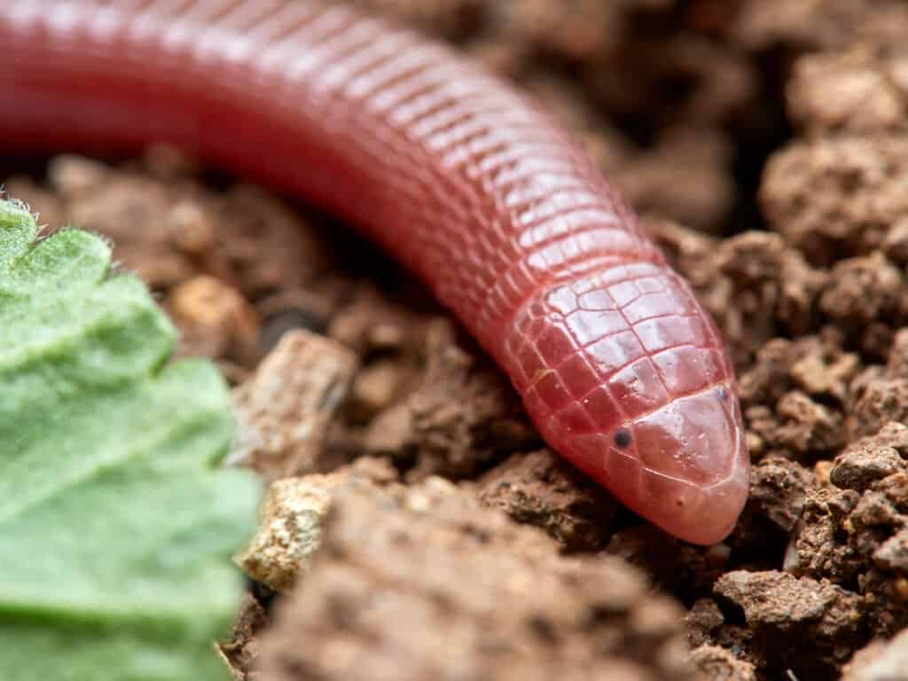 Mexican Mole Lizard Interesting Facts