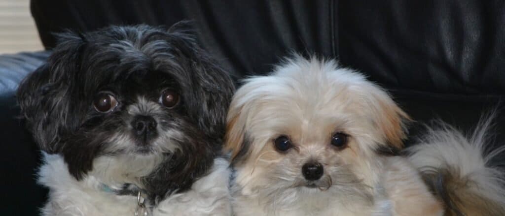 Two Miki dogs on a couch.