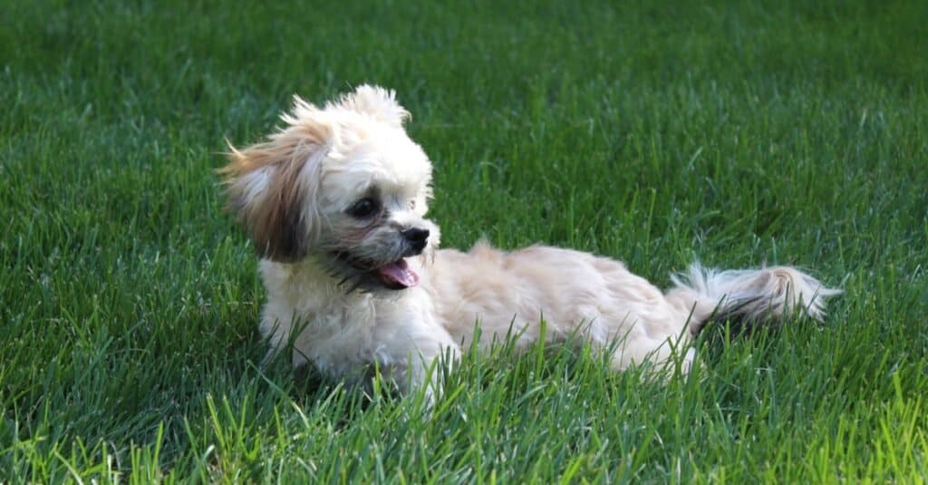 Miki puppy playing in grass.