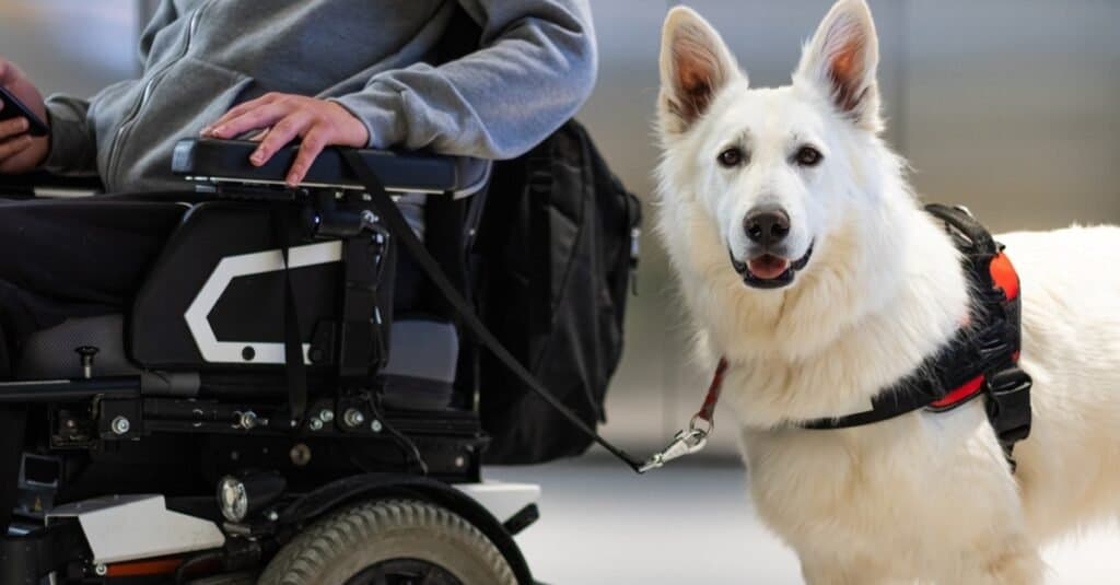 Types of Service Dogs