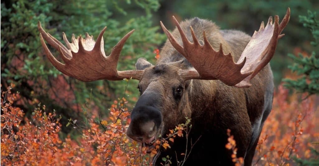 A huge moose stands in a grassy meadow.