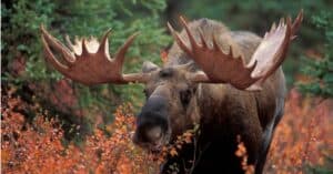 Watch a Gigantic Moose Chase Down a Racing Grizzly Picture