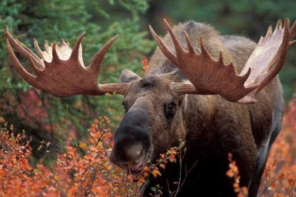 Bull moose (Alces alces) feeds on fall foliage (Dwarf Birch) in the Denali Nat'l Park, Alaska.