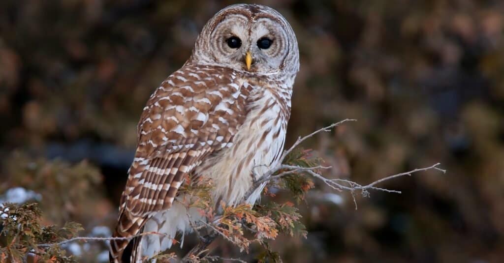 owl eating snake