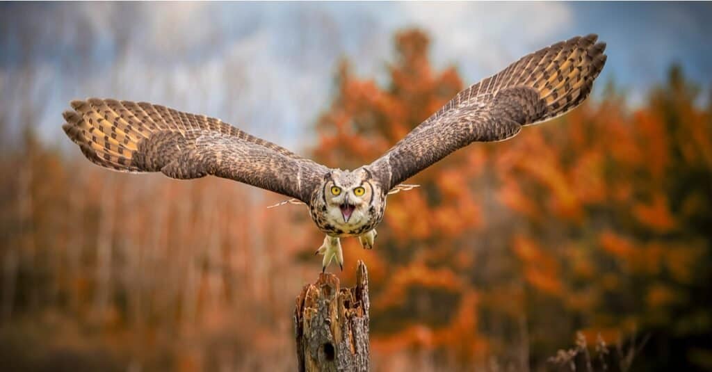 a great horned owl ,center frame, flying toward to camera. The owl's massive wings are spread in flight, and its mouth is opened. Its eyes are round with yellow irises and black pupils. The bird is varying shades of brown, with a lighter face. The characteristic tufted horns are  lying down, and not prominent. Trees with fall foliage  of red, gold and brown compete the background. 