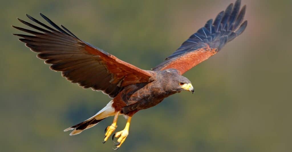 The Top 8 Most Dangerous Birds In North America - A-Z Animals