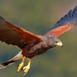 Harris's Hawk
