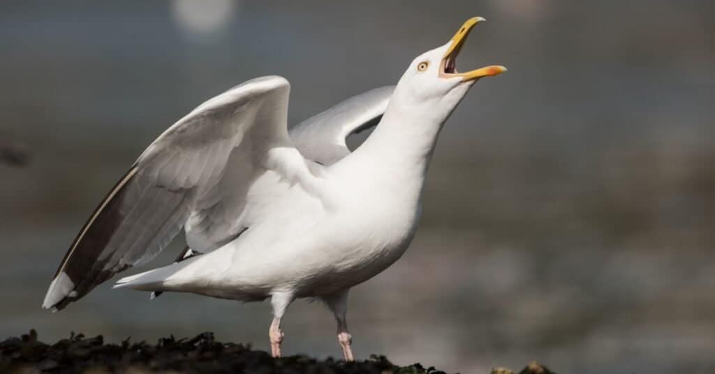 herring gull