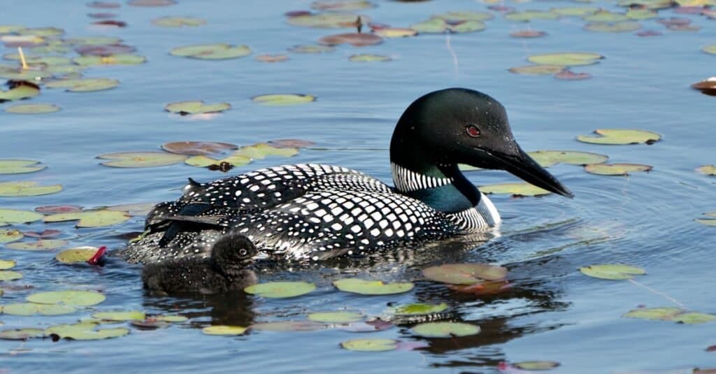 26 Black and White Birds (With Pictures of Each!) - A-Z Animals