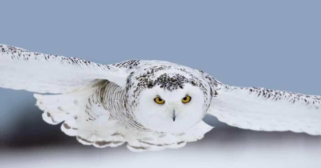 snowy owl with blue eyes flying