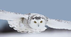 10 Incredible Snowy Owl Facts Picture