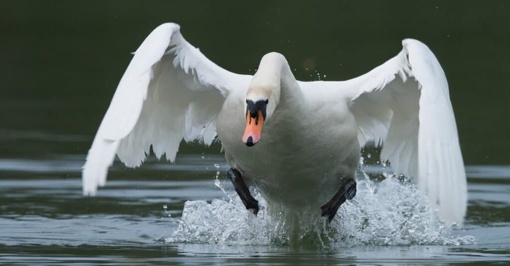swan vs duck