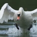 A Mute Swan attacking a rival.  Swans can be dangerous birds if they feel threatened. 