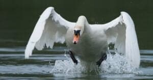 Goose vs Swan: 4 Key Differences Explained Picture
