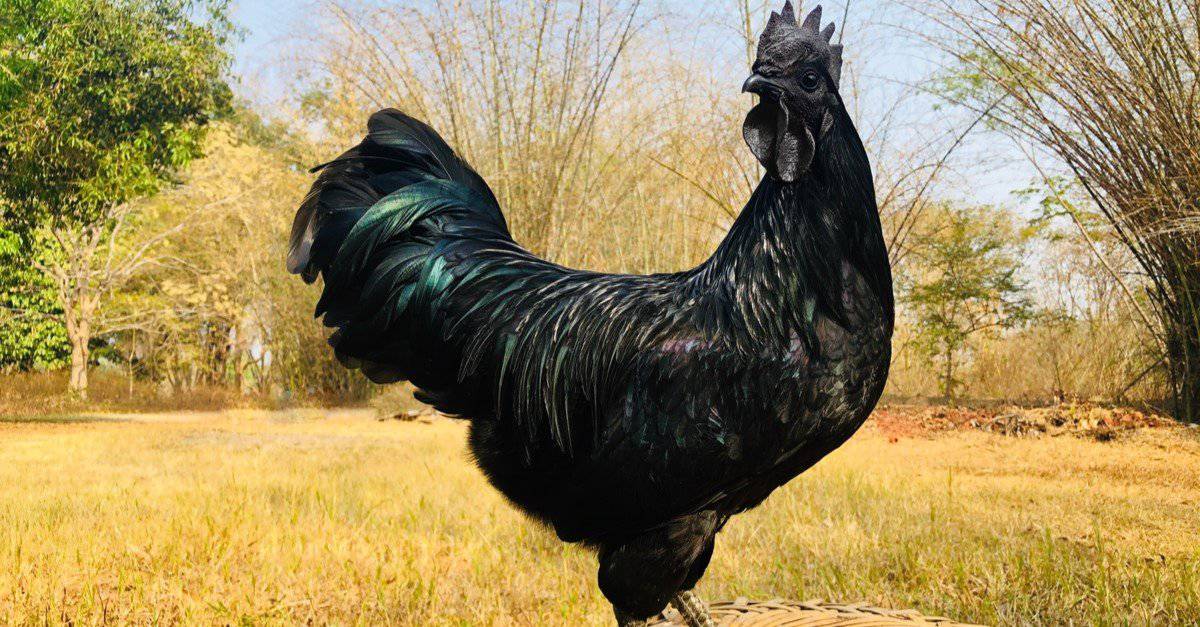 Ayam Cemani Bird Facts  Ayam Cemani - A-Z Animals