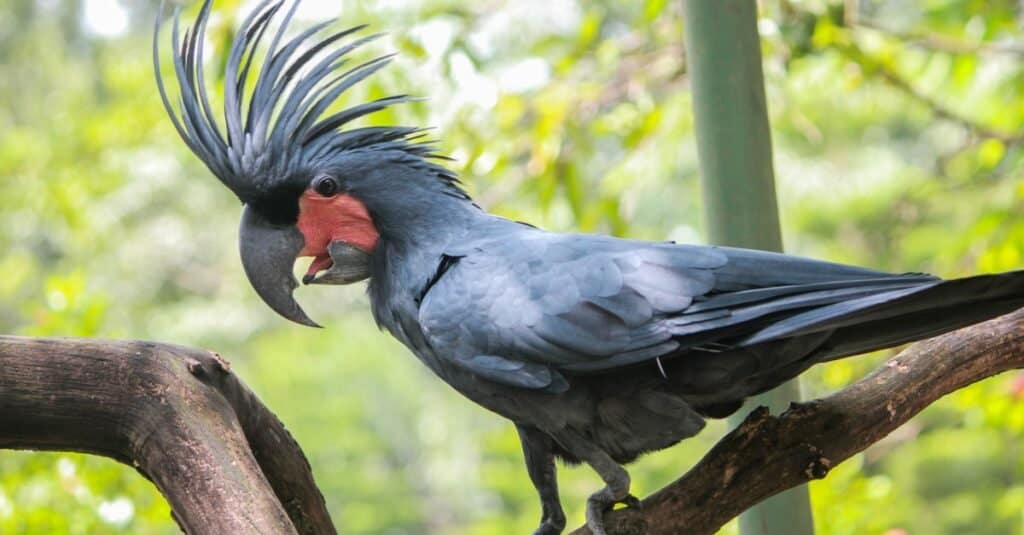 Most Expensive Birds-Black Palm Cockatoo