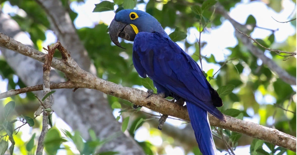 How Many Blue Macaws Are Left In The World?