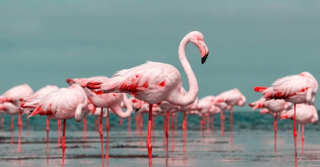 Most Expensive Birds-Pink Flamingo
