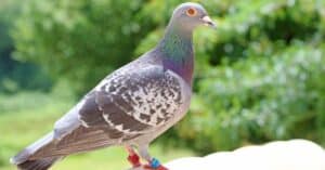 Do Pigeons Make Good Pets? Discover the Pros and Cons Picture