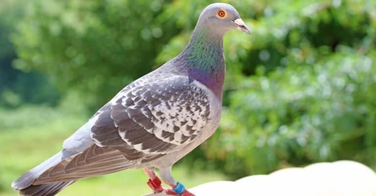 Most Expensive Birds-Racing Pigeon