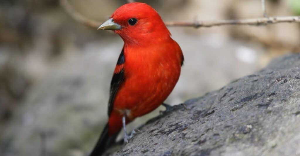 The most expensive bird - the scarlet tanager