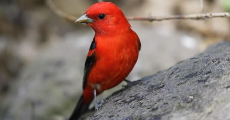Most Expensive Birds-Scarlet Tanager
