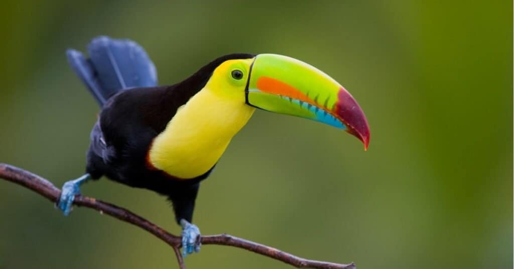 The most expensive bird - the toucan