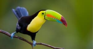 The Keel Billed Toucan: National Bird of Belize Picture
