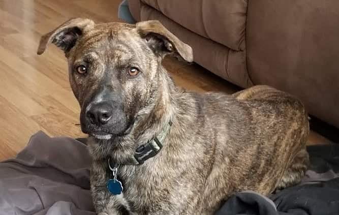 Treeing Tennessee Brindle